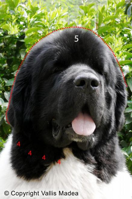 tete-face.jpg
